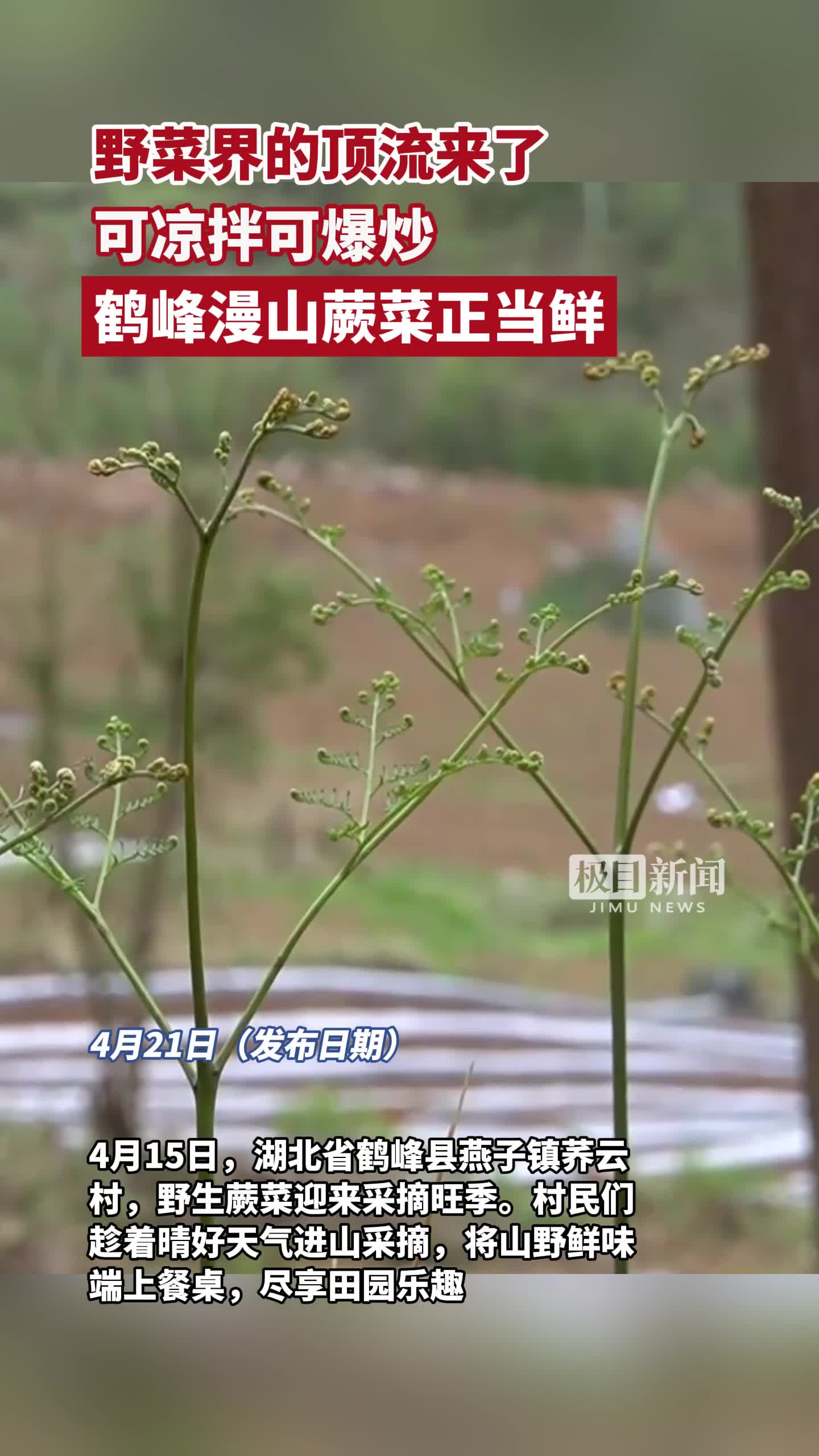 「视频」野菜界的顶流来了！可凉拌可爆炒，鹤峰漫山蕨菜正当鲜