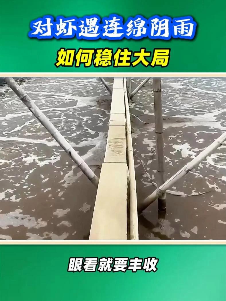84天对虾遭遇连绵阴雨,如何稳住大局?小棚虾养殖 南美白对虾养殖 水产资讯 对虾养殖技术
