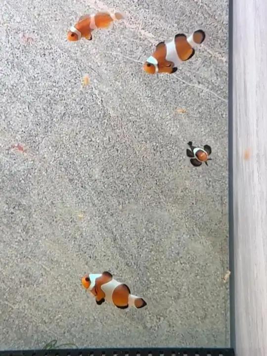 小丑鱼好养吗?