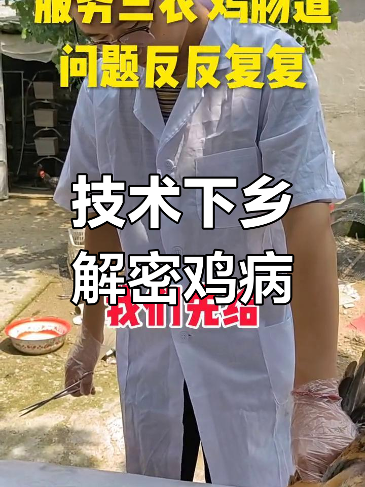 鸡肠道问题反复出现,技术下乡解剖分析