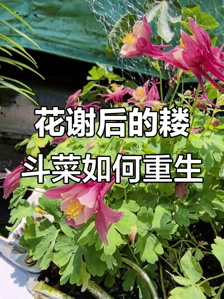 漏斗菜花谢后别丢,修剪一下还能再开花