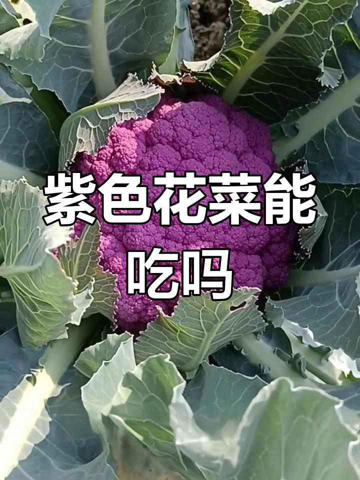 紫花菜是天然变异,不是转基因!营养丰富口感鲜美
