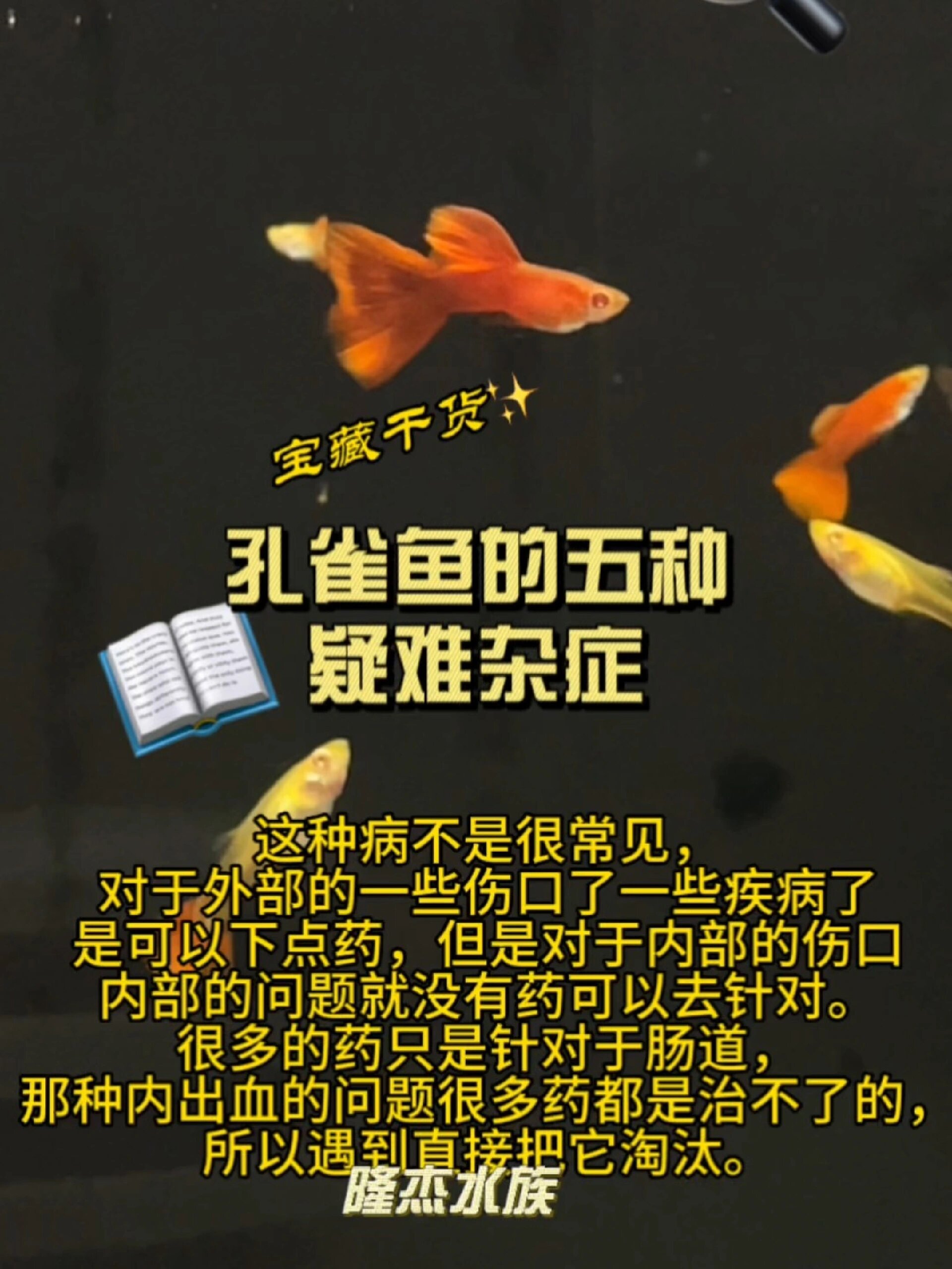 孔雀鱼尤其是以下五种病,遇到其一赶紧淘汰