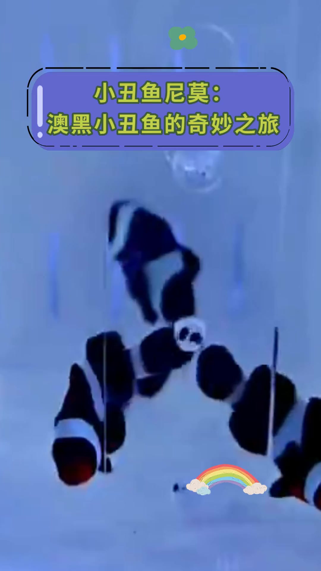 小丑鱼尼莫:澳黑小丑鱼的奇妙之旅