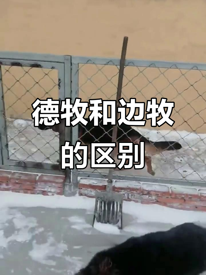 德牧与边牧的全方位对比,性格、外貌全解析