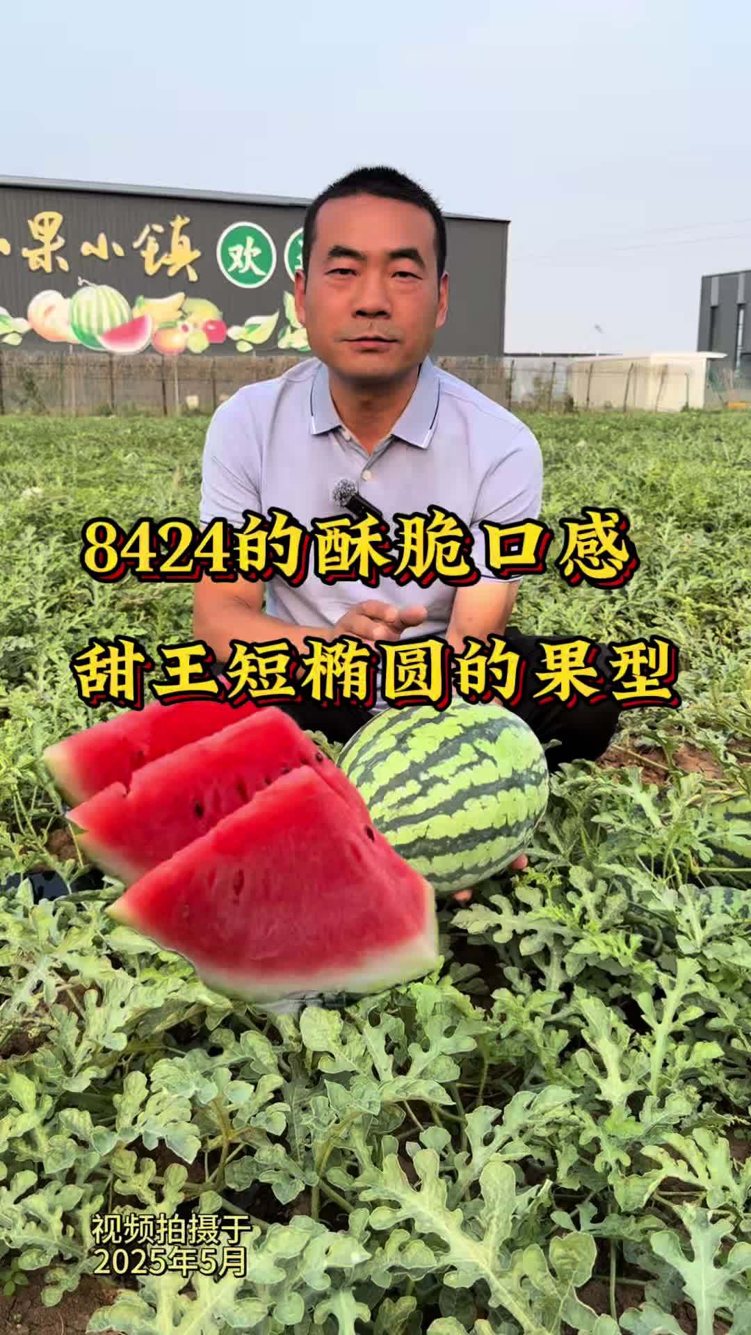 这样一款瓜:8424的酥脆口感 麒麟瓜短椭圆的果型,你会愿意种植吗?#西瓜 #8424西瓜