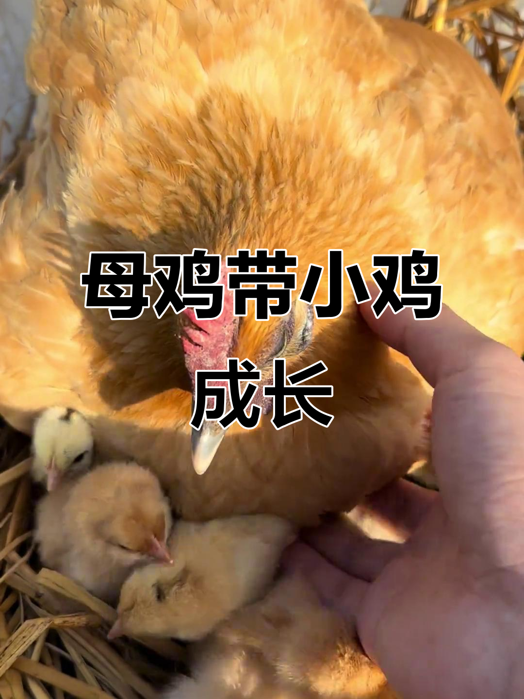 黄乌鸡孵出21只小黄鸡,可爱极了!