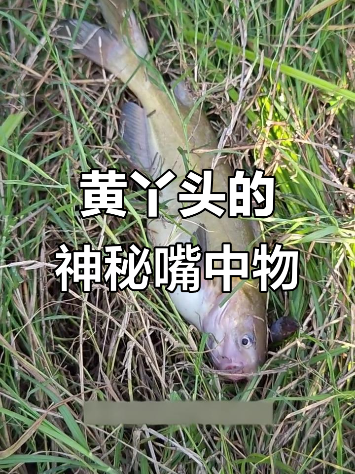 这是鲶鱼还是黄丫头?嘴巴里竟然有块像脑子的东西!
