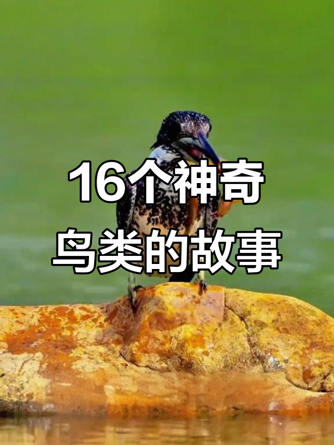 16种奇特鸟类大揭秘，看看你认识几种？