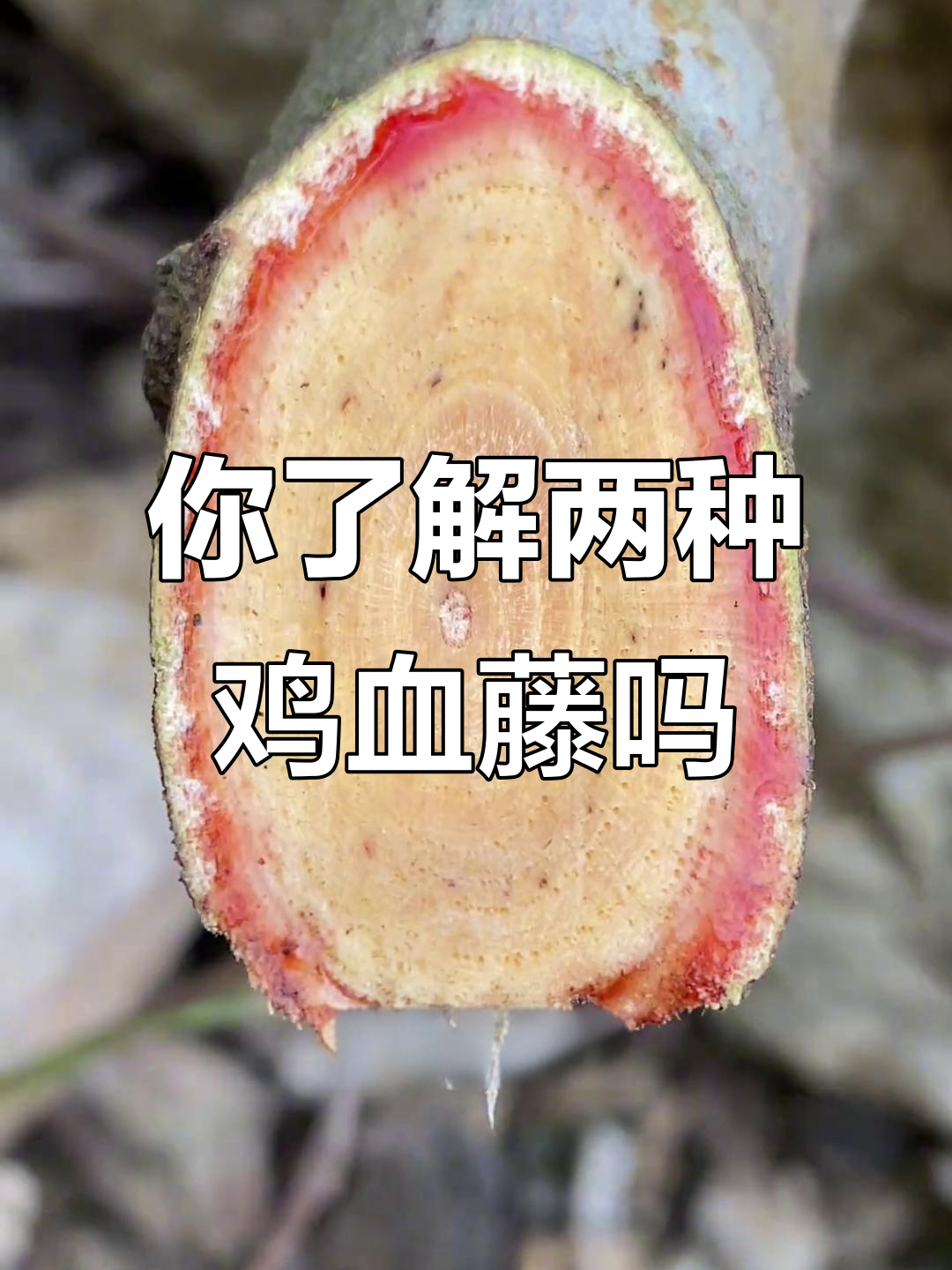 鸡血藤有2种,香花与密花豆的区别你知道吗?