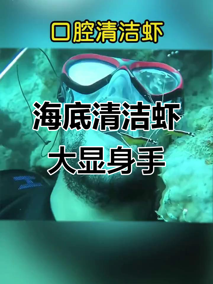 清洁虾为海底生物“洁牙”，连海鳗都乖乖张嘴接受服务