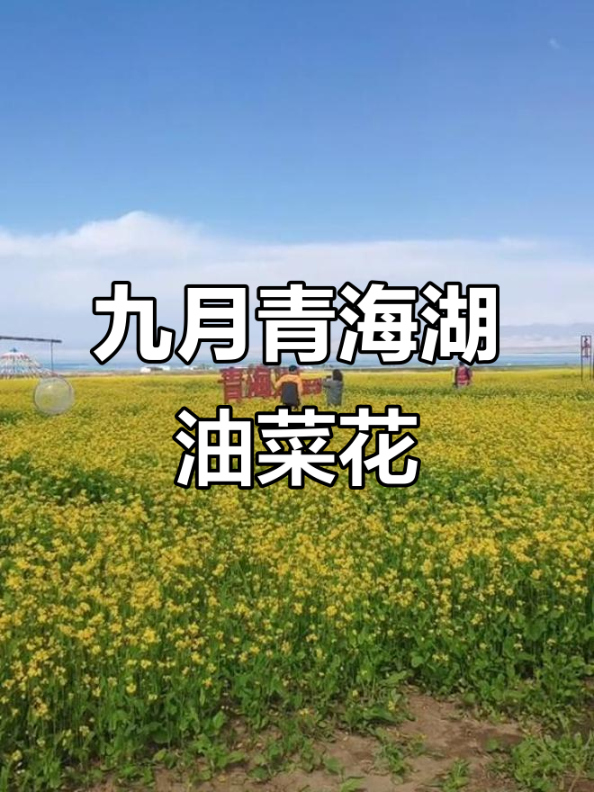 九月的青海湖,油菜花与蓝天白云相伴