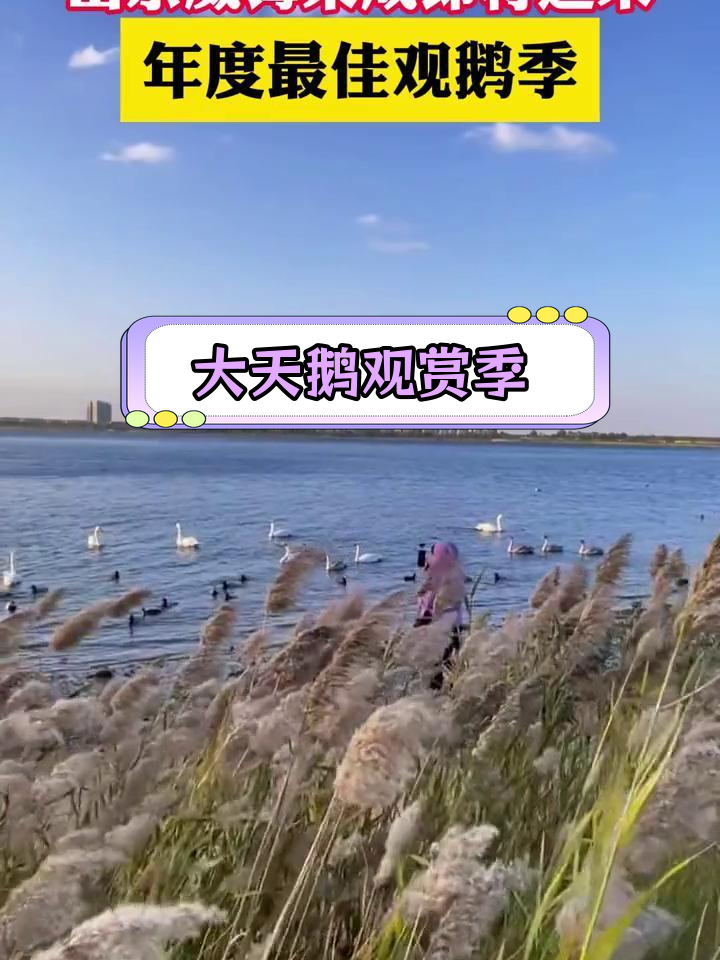 威海荣成迎来大天鹅迁徙高峰,近3000只飞抵越冬