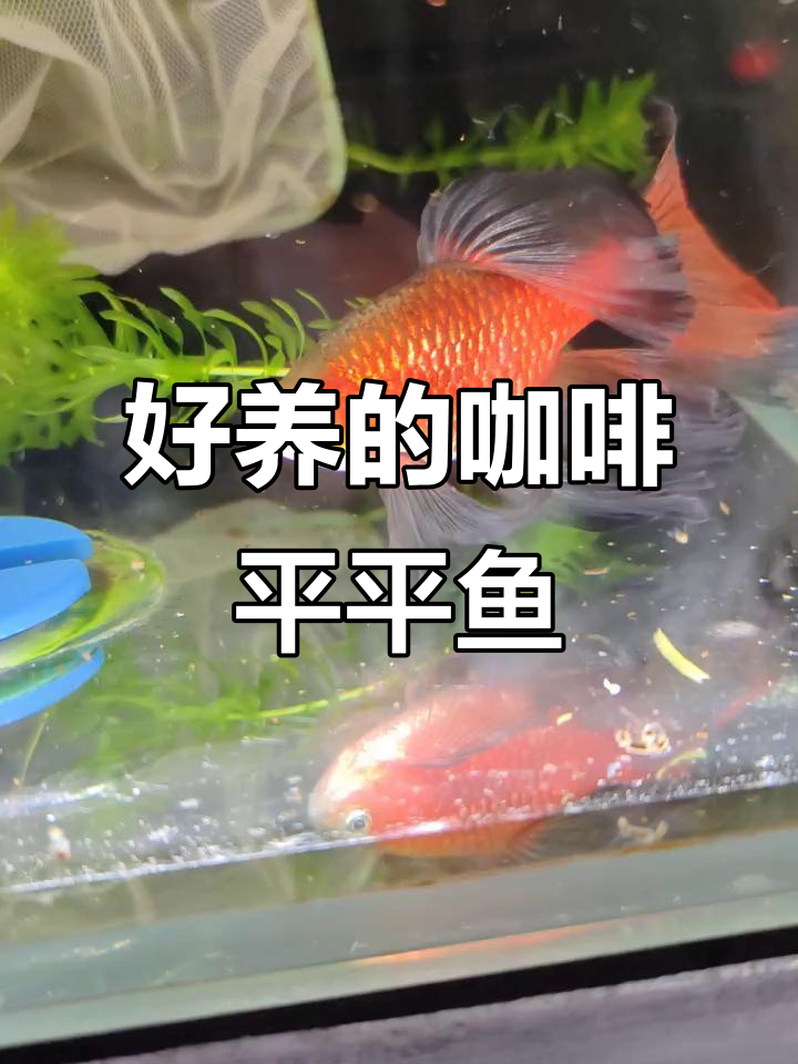 咖啡平平鱼:冷热皆宜,轻松饲养的独特宠物