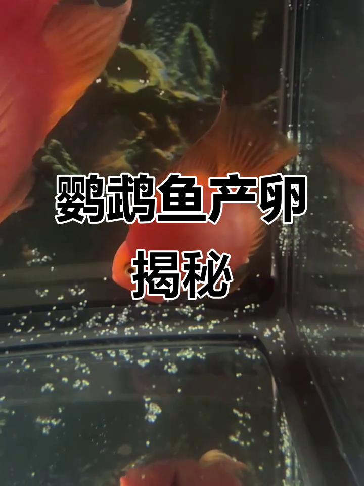 鹦鹉鱼产卵全过程,竟然这么有趣!