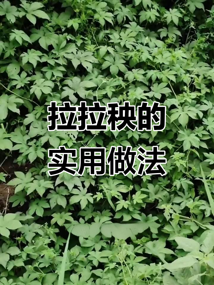 拉拉秧煮鸡蛋,田间地头的神奇妙用
