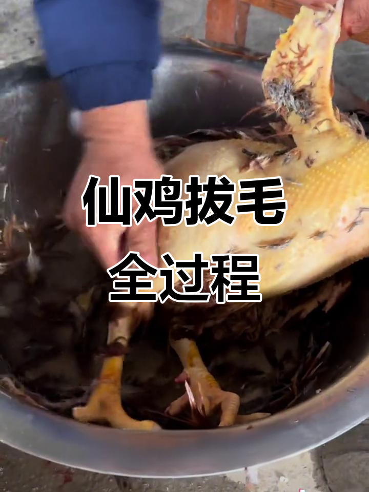 仙鸡拔毛实拍，屁股上几根象征性的毛发留着