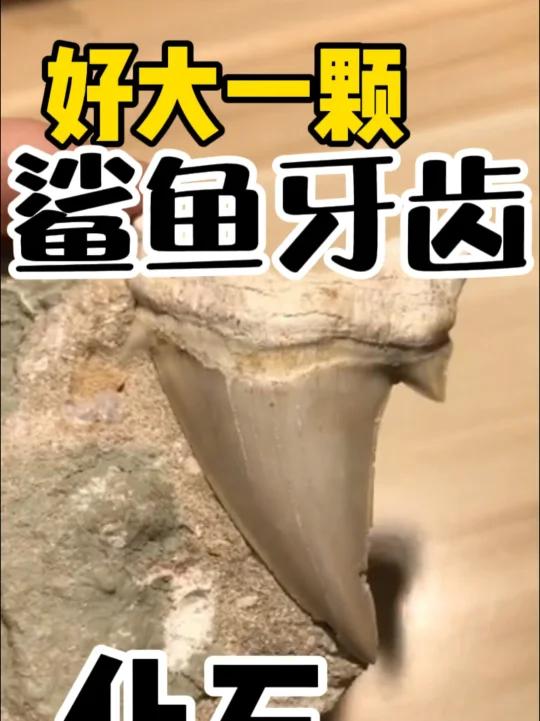 好大一颗鲨鱼牙!