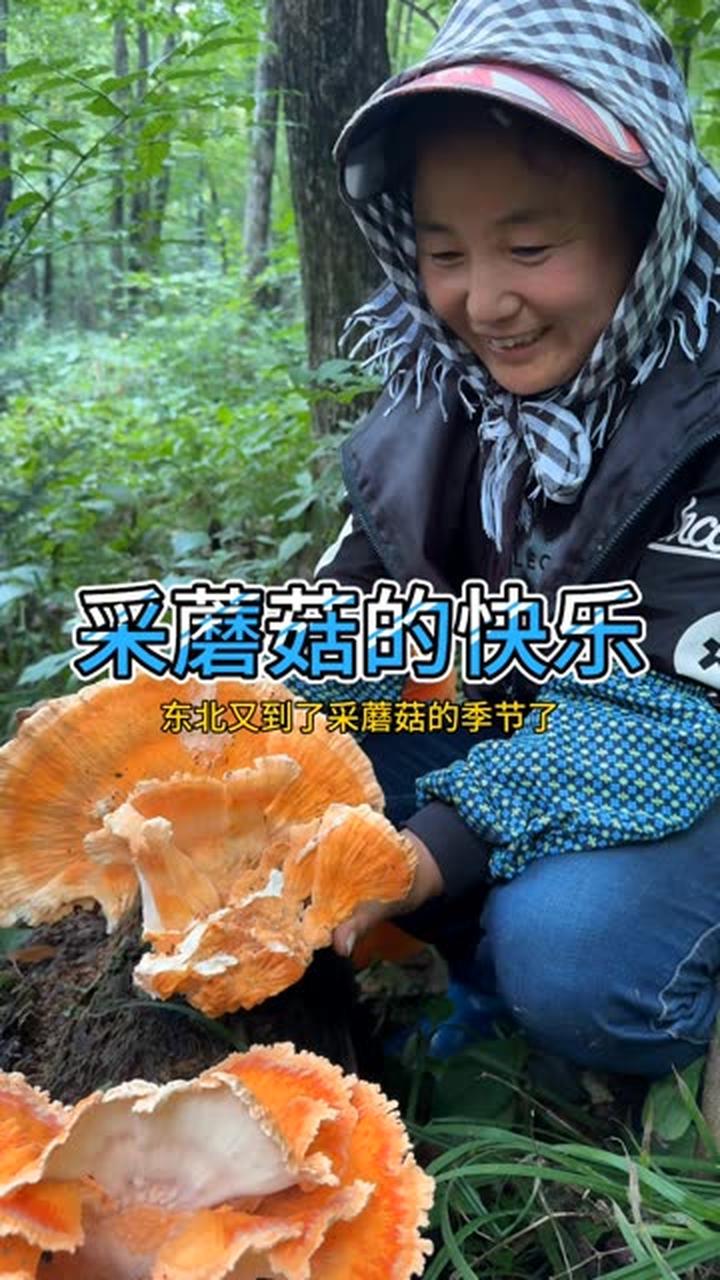 今天老妈上山采蘑菇运气爆棚，很难遇到鸡冠蘑菇太漂亮了