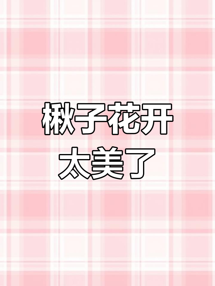 楸子树开花惊艳,风中飘香美不胜收