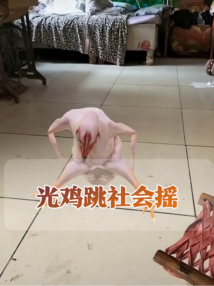脱毛鸡成舞王!直立蹦迪姿势比人还标准