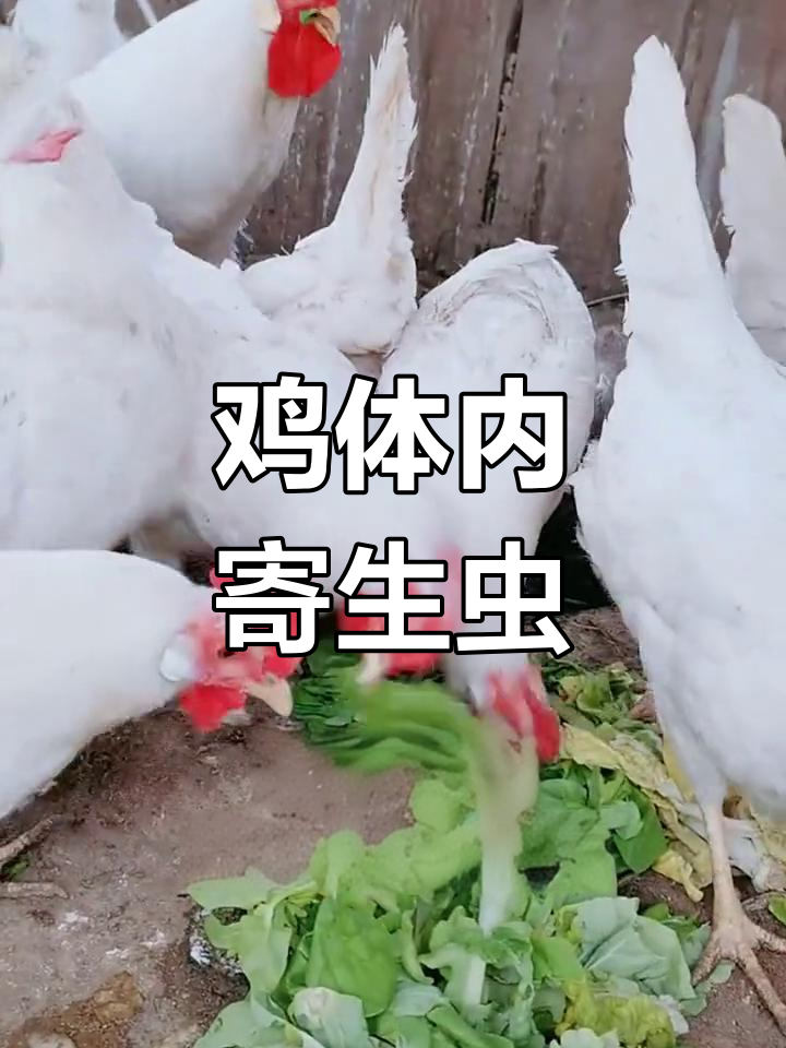 鸡蛔虫病症状与防治方法
