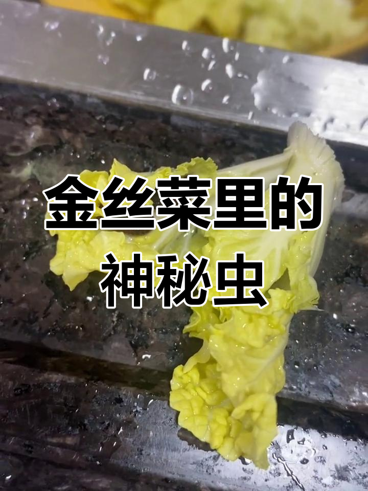 超市金丝白菜里藏着奇怪虫子,你们见过吗?