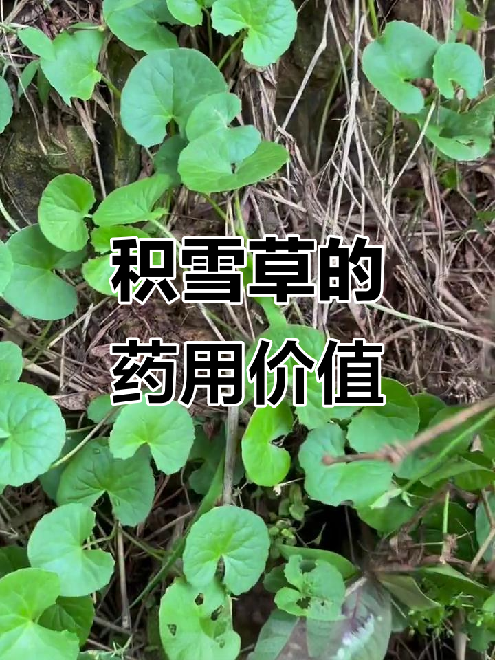 广东人常称的崩大碗:积雪草的药用与美容功效