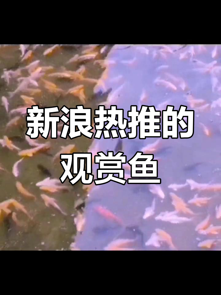 观赏鱼推荐:这些新浪用户喜欢的品种,寓意深刻