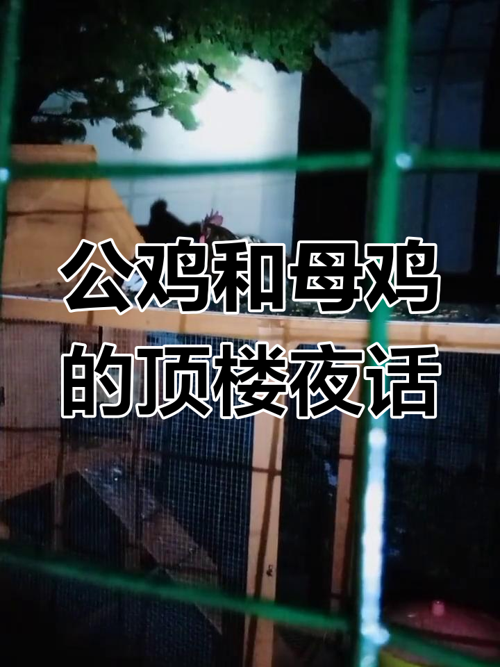 大公鸡与贵妃鸡的夜晚“浪漫”生活,看星星也能这么调皮
