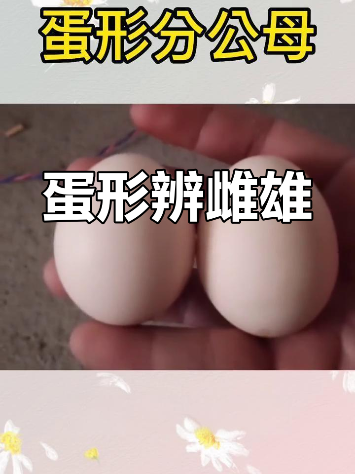 如何通过蛋形辨别公母鸡