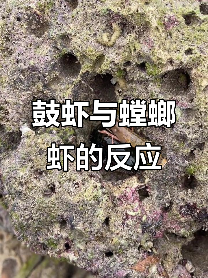 赶海时鼓虾和螳螂虾相遇,会发生什么有趣反应?