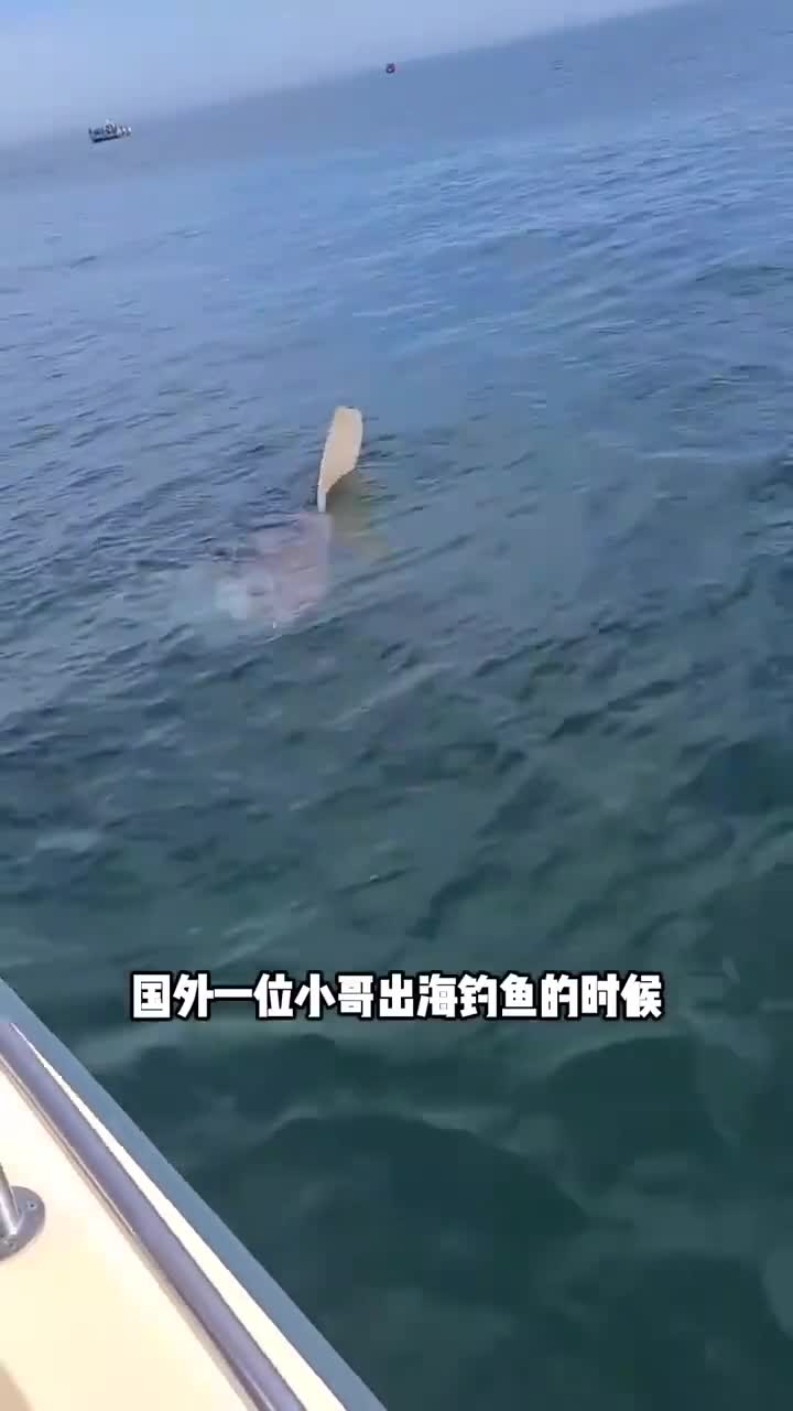 看着只有半截身子的翻车鱼 纪实