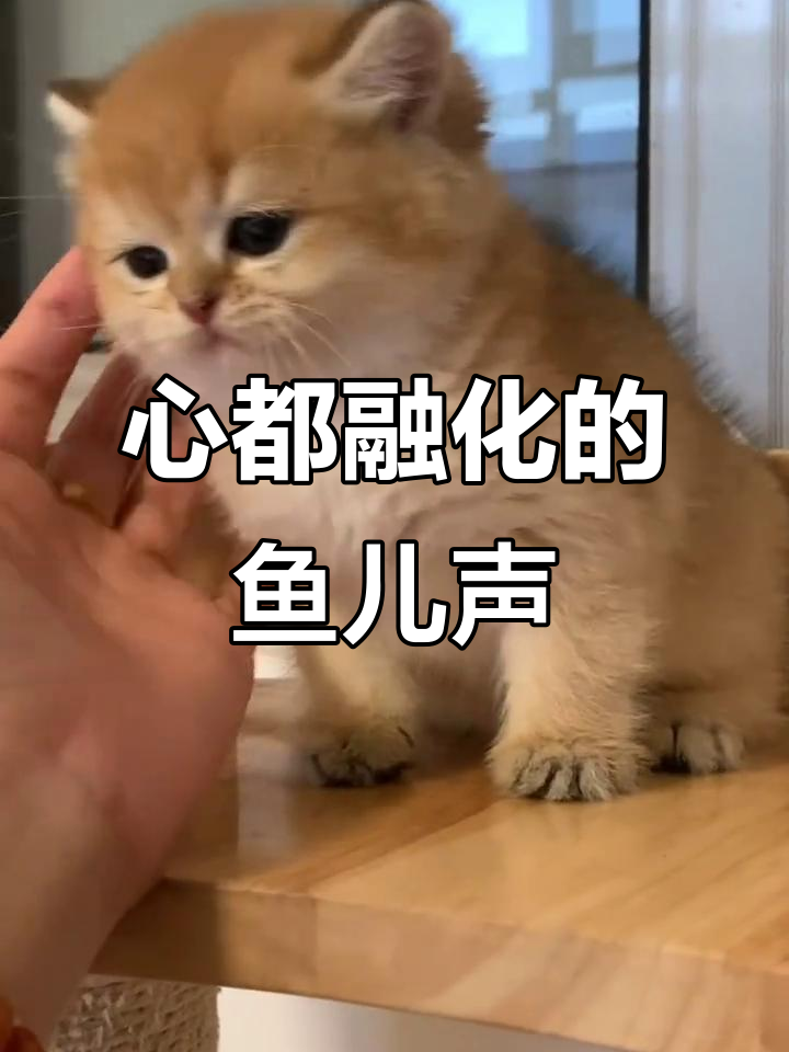 鱼儿的叫声太可爱了,心都要化了!