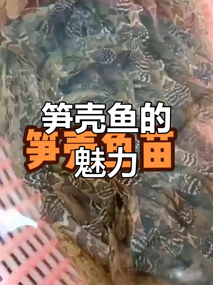 笋壳鱼,肉质鲜美,市场潜力巨大,养殖户值得一试!
