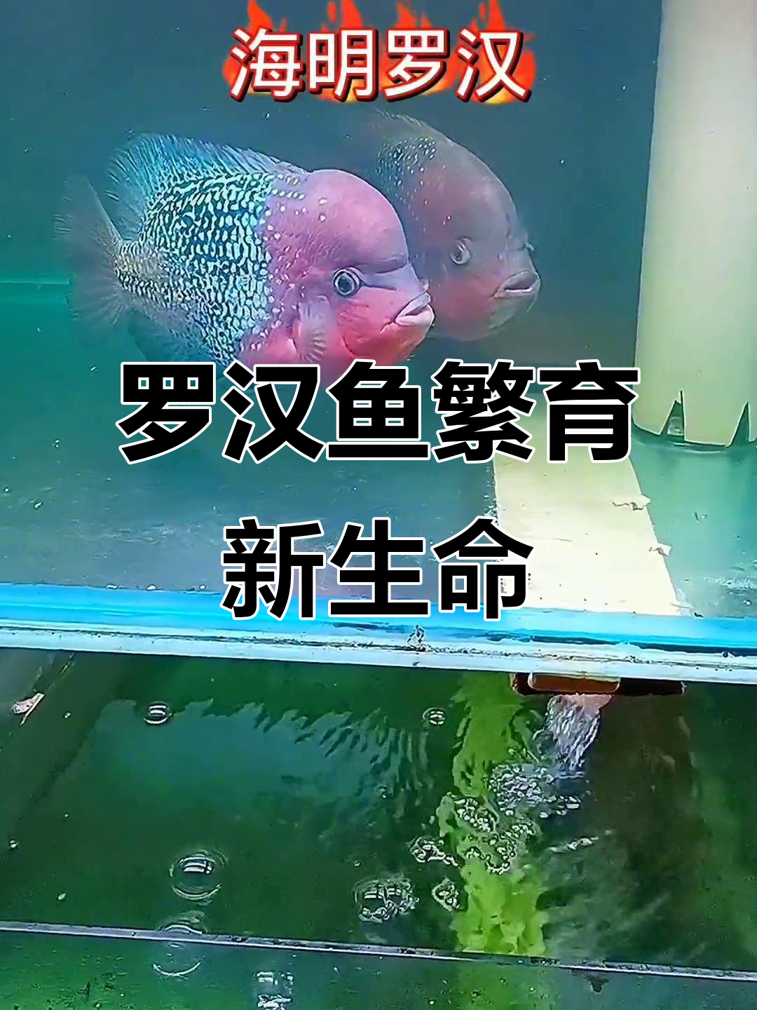 古典罗汉鱼繁殖揭秘，萌态十足的小人儿你爱吗？