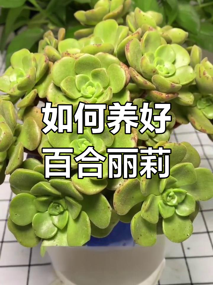 百合丽莉多肉养护全攻略:从夏季休眠到秋季上色