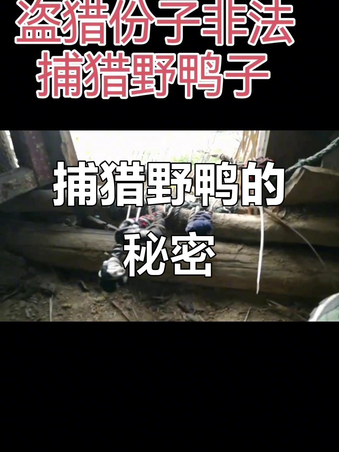 地下鸭棚揭秘:如何捕捉野生鸭子与织网技巧