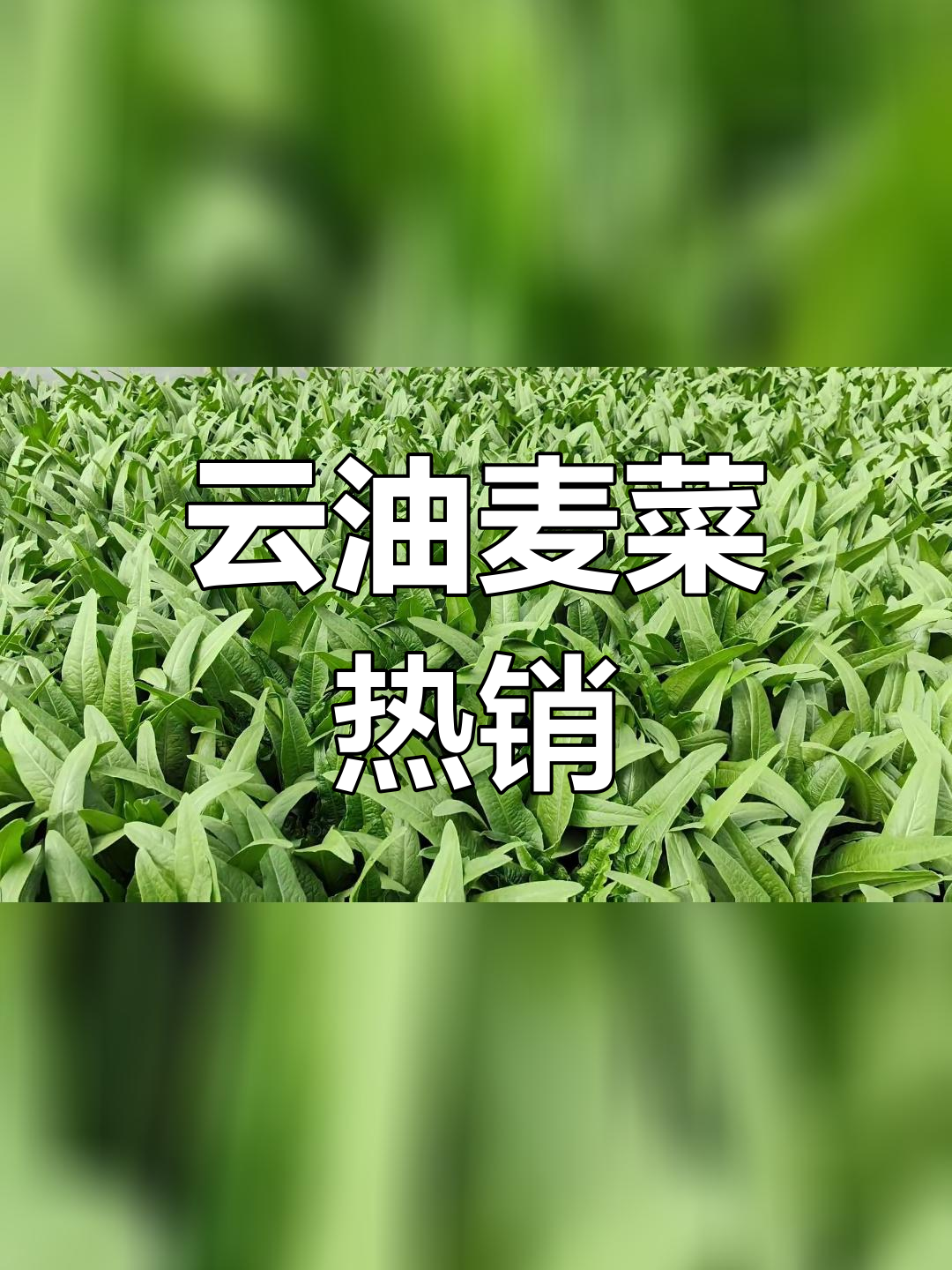 油麦菜:云南产区明星品种,国庆节销量大增