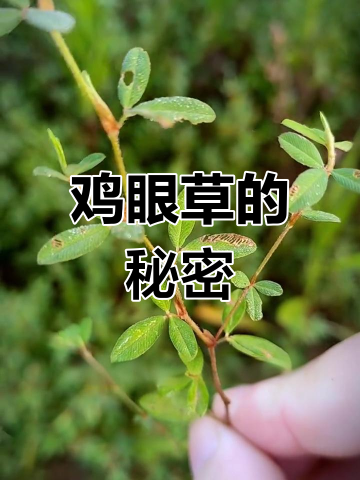 这种草你见过吗?