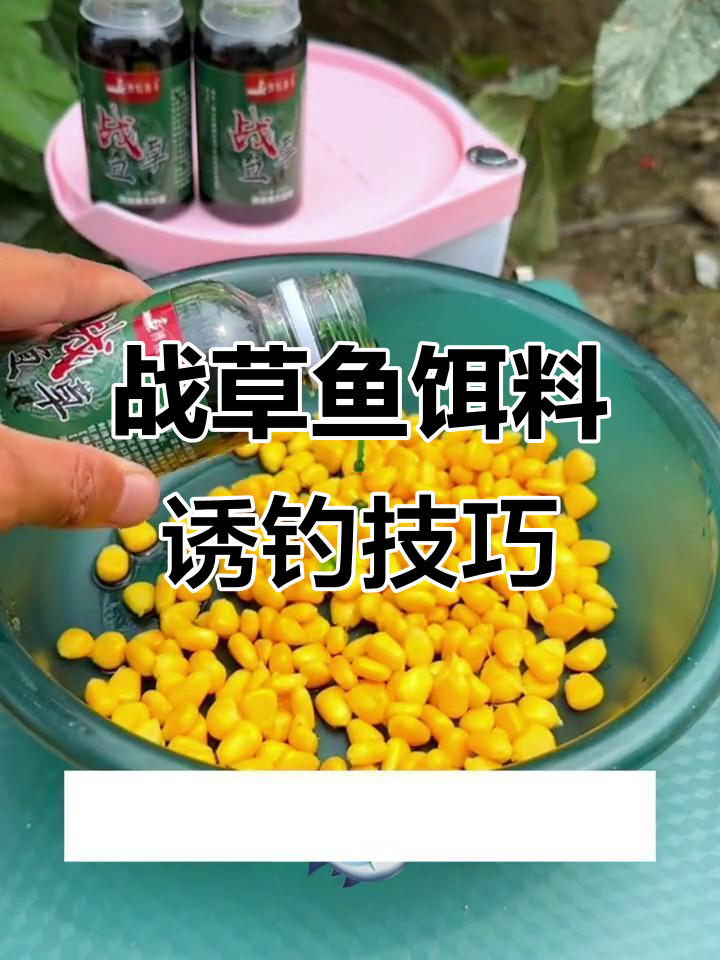 战草鱼幼鱼剂搭配嫩玉米,百米内诱钓草青轻松爆护