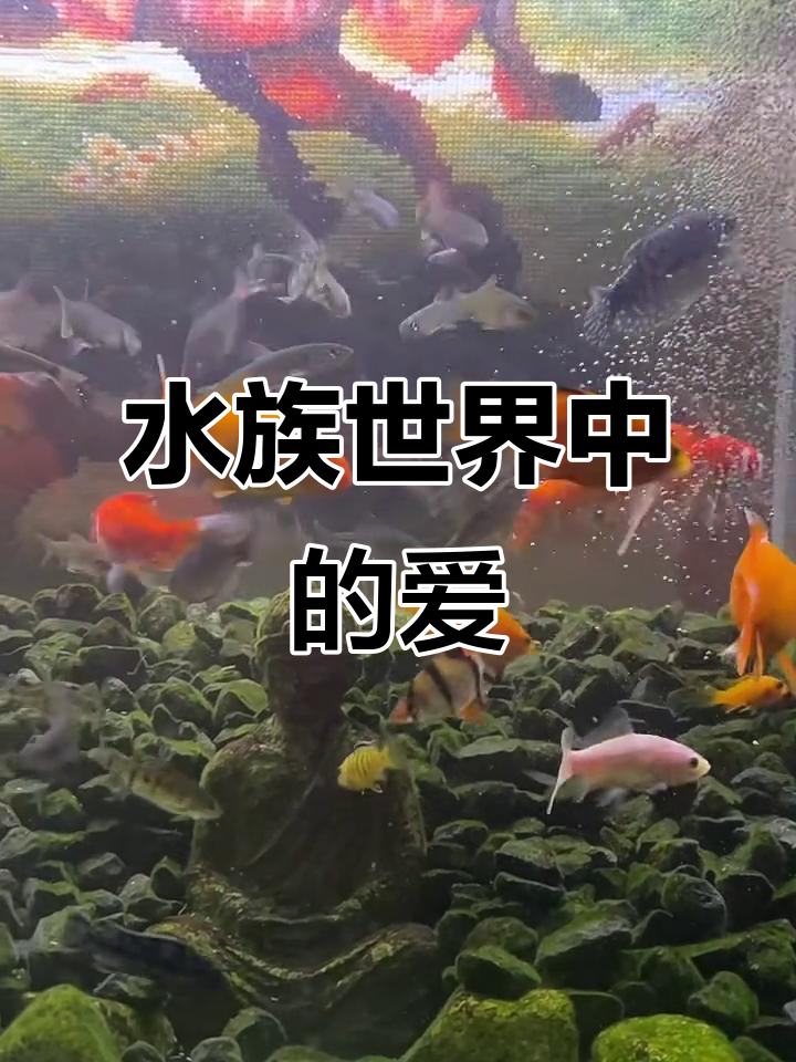 曼龙、三湖慈鲷与虎皮鱼:美丽水族世界的爱