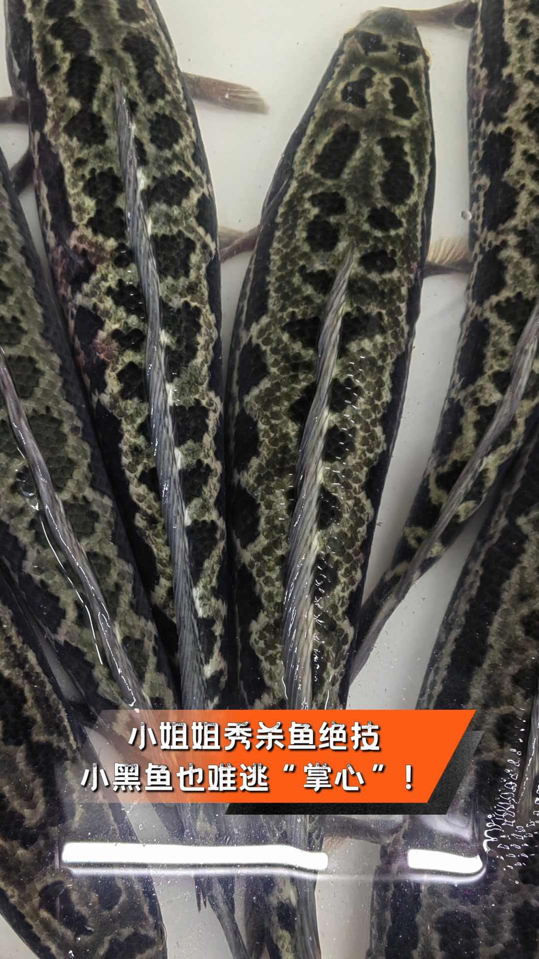 小姐姐秀杀鱼绝技,小黑鱼也难逃“掌心”!