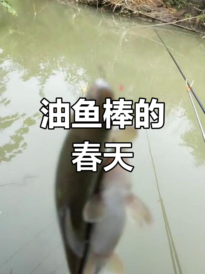 鸳鸯双飞,春色满园,油鱼棒带来无限乐趣