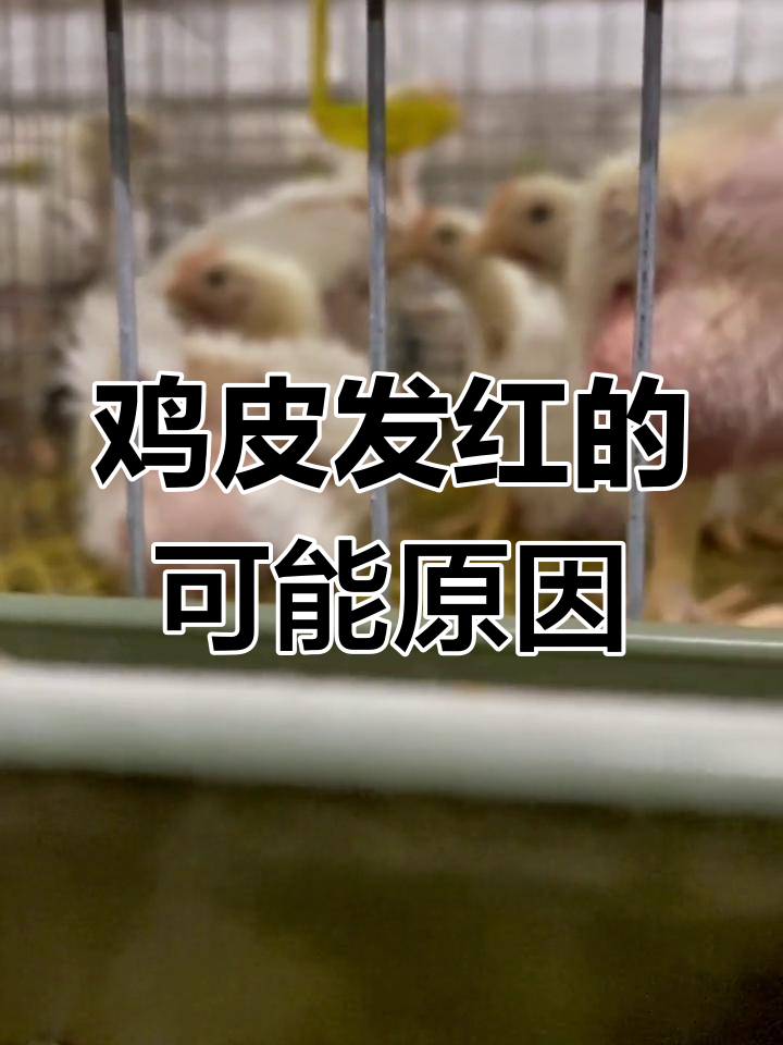 鸡皮肤发红,可能是这些原因!