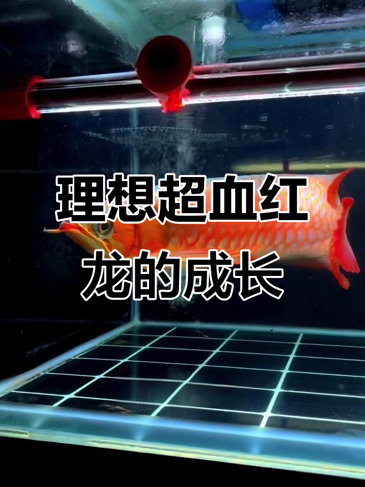 超血红龙养成记，坚持才能见到最美的它