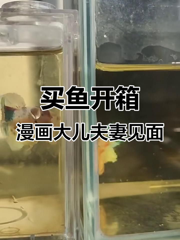 广东温暖天气下买鱼,盲盒母鱼与漫画大耳的未来计划