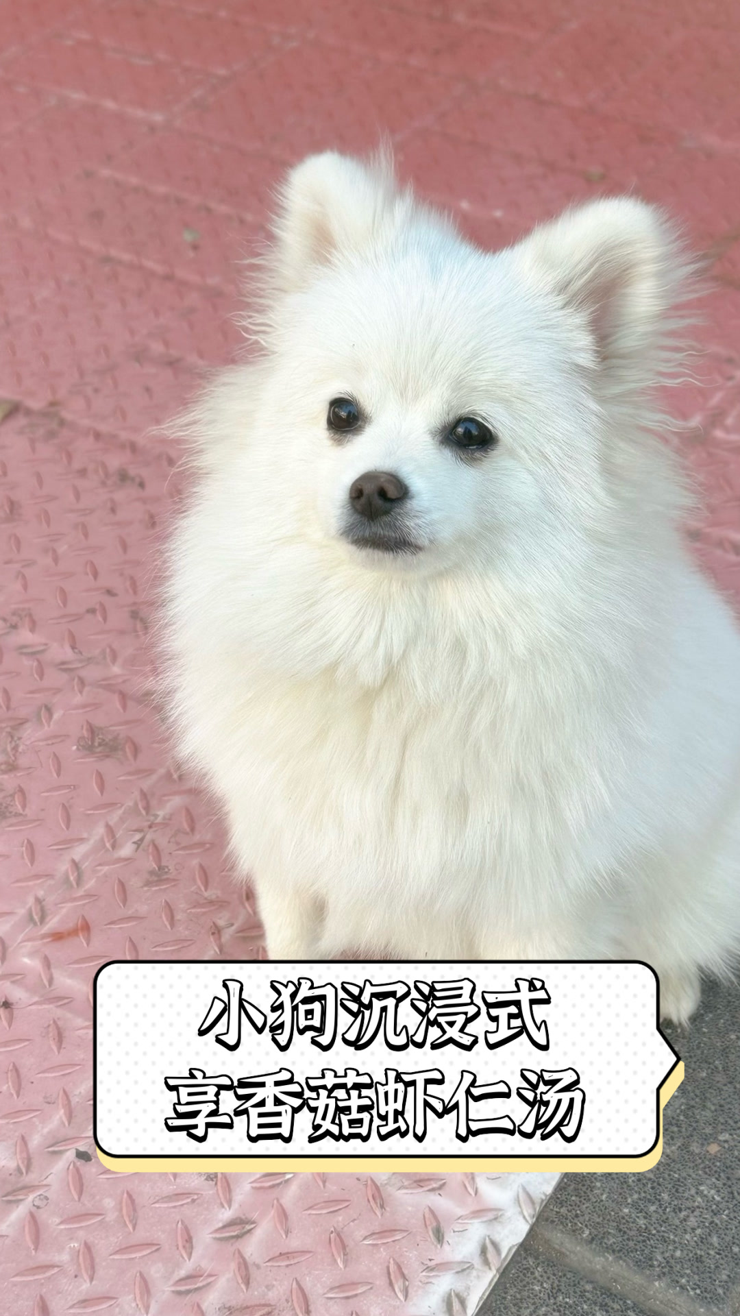 小狗沉浸式享香菇虾仁汤