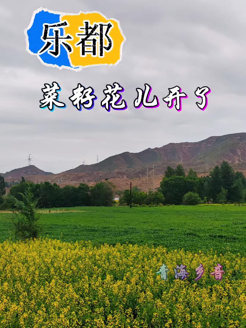 青海乡音 乐都菜籽花儿黄了 乐都 同城置顶 大自然美景 乡村风景