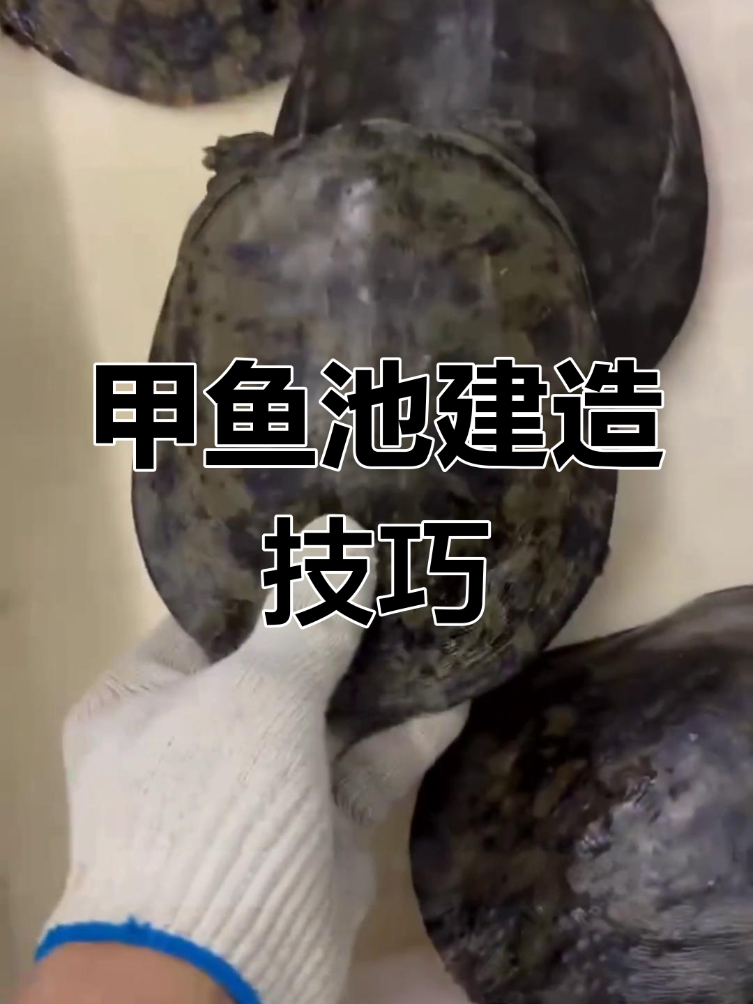 甲鱼养殖环境与设施建设